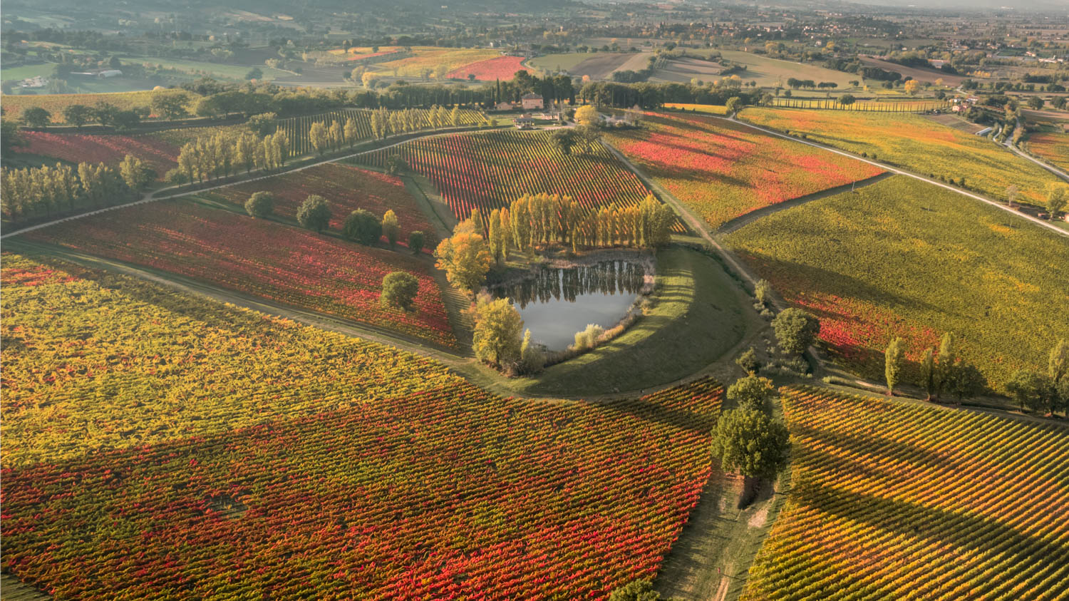 video per cantine italia