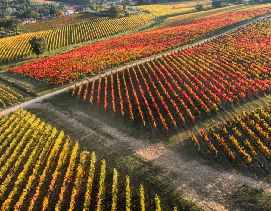 fotografo vino terni